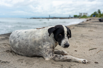 Dog resting on the sand of a beach on the coast of the Gulf of Morrosquillo, Colombia