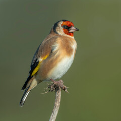 Goldfinch