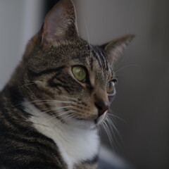 Cat, tabby cat, close-up, feline