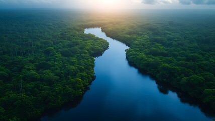Aerial view Rainforest river at sunrise, lush vegetation, conservation