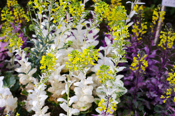 Cabbage ornamental in the flower garden