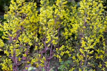 Fototapeta premium Cabbage ornamental in the flower garden