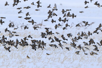 The brambling (Fringilla montifringilla) is a small passerine bird in the finch family...