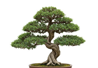 Elegant Bonsai Tree With Lush Green Leaves Displaying Intricate Twisted Trunk