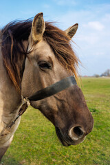 Obraz premium Close-up portrait of a beige horse. The horse's head is large.