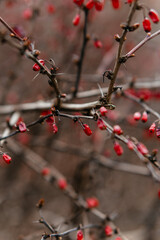 A close-up of red barberries on a thorny branch, creating a vibrant and moody autumnal scene