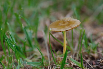A close-up image of a small brown mushroom with a thin , delicate stem and a slightly convex, textured cap, growing amidst vibrant green grass in a natural outdoor setting.