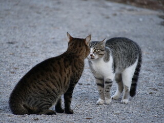 two cats are arguing and angry 