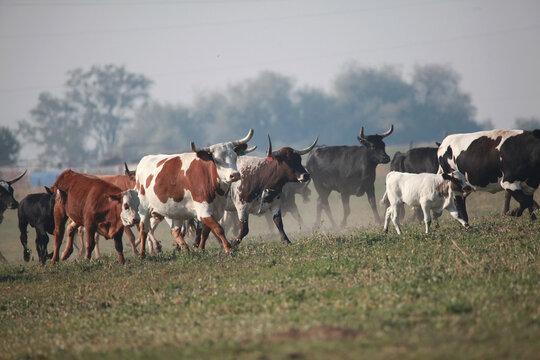 Corriente cattle moving in pasture
