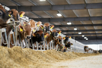 Dairy Cows Feeding in Modern Barn  
