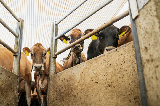 Jersey cows in a confined dairy farm area  
