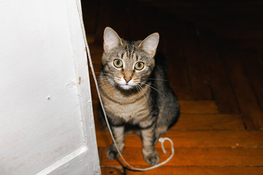 Cat is sitting on a wooden floor next to white door.
