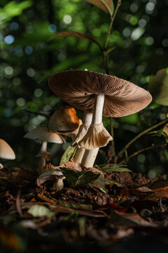 Wild mushrooms in the forest