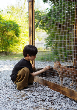 A little Chinese boy plays with a kitten by the outdoor fence