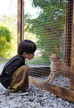A little Chinese boy plays with a kitten by the outdoor fence
