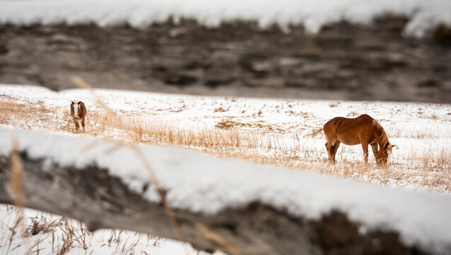 Ranch Horses. San Juan Mountains in Winter. Colorado. vt