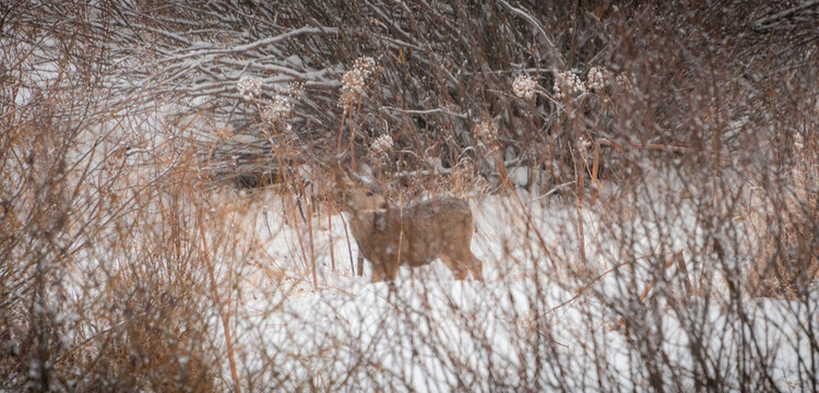 Deer within the Rocky Mountains National Park in Winter. Colorado. vt