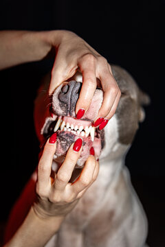 Red Tiger And Angry Dog