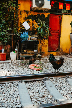 Roaming Chickens on Hanoi Train Street