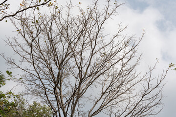 pattern of naked tree branches on blue sky background
