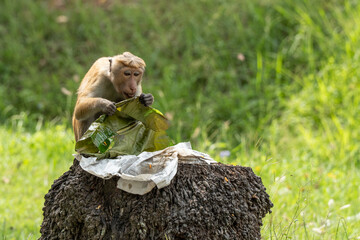 A monkey is eating trash in its polluted wild nature.