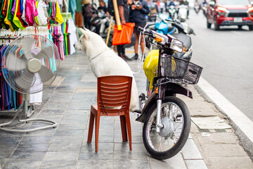 White Dog Sitting on a Chair in a Busy Street