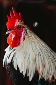 Morning Herald Rooster