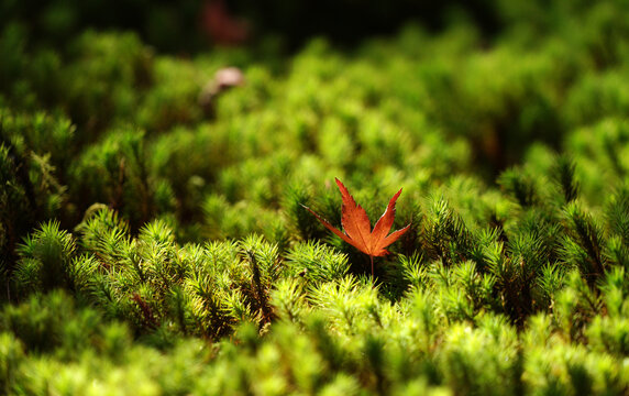 Closeup of a red maple leaf falling on the grass under the sun