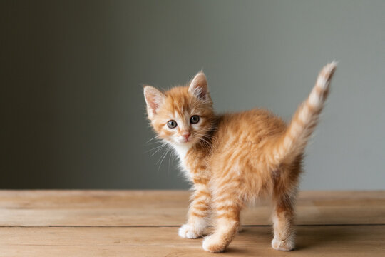 Adorable foster kitten