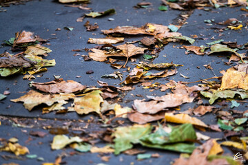 autumn leaves on the ground