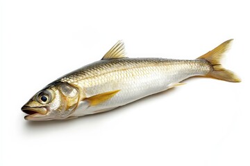 A solitary fish lies resting against a clean white backdrop