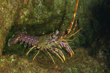 A violet-hued lobster emerges from its shelter in the marine night.