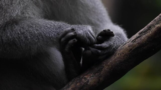 Close up of monkey hands