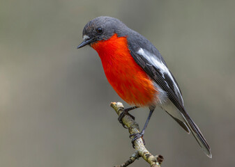 Flame Robin