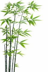 Obraz premium Lush green bamboo stalks with vibrant leaves against a white background (2) AI generative