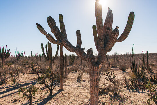 Towering Cacti in the Arid Landscapes of Baja California