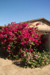 Blooming red bougainvillea and common pink with golden Lantana Camara shrubs in xeriscaped roadsides of Phoenix, AZ