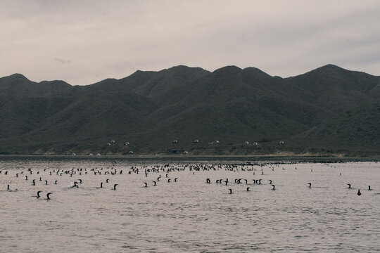 Baja California's Seabird Haven Along Mexico&rsquo;s Coastal Waters