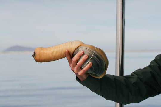 Geoduck Clam Harvesting in Baja California, Mexico