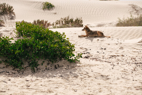Baja California Wilderness &ndash; Coyote on Coastal Dunes