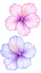 Fototapeta premium Two pastel hibiscus flowers, pink and purple, isolated on white AI generative