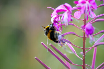 bee on a flower