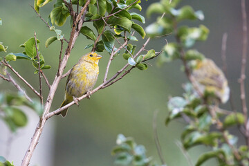 A yellow bird is perched on a tree branch