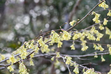 ヒュウガミズキ