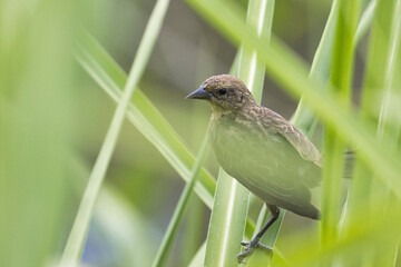 A bird is perched on a green leafy plant