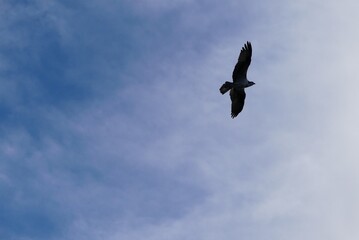 Osprey soars over Newport, Oregon