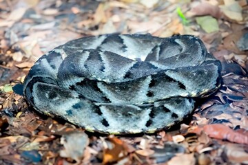 Venomous Brazilian snake, jararaca caiçaca camouflaged in dry foliage