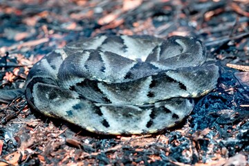 Venomous Brazilian snake, jararaca caiçaca camouflaged in dry foliage