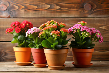 Fototapeta premium Kalanchoe Blossfeldiana Potted Blooms on Rustic Wood