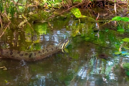 Brazilian snake known as green sucuri or anaconda, the largest snake in the world